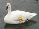 More Trumpeter Swans