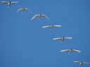 More Tundra Swans