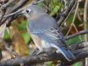 Thrushes & Robins
