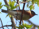 Bay-breasted Warbler
