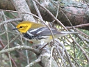 Black-throated Green Warbler