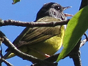 Mourning Warbler
