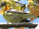 More Blackburnian Warblers