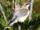Waxwings