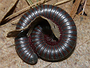 More Worm Millipedes