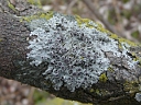 More Star Rosette Lichen