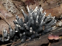 Mushrooms - Ascomycota