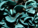 More Blue-stain Fungus