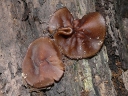 More Copper Penny