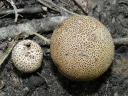 Fungi - Basidiomycota