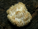 More Bear's Head Tooth Mushroom