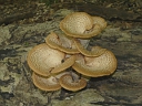Dryad's Saddle