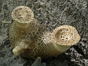 More Dryad's Saddle