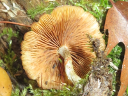 More Deadly Galerina Mushrooms