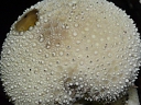 More Gem-studded Puffball