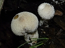Gem-studded Puffball