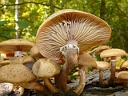 Honey Mushroom