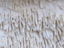 More Irpex lacteus Fungus