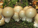 More Pear-shaped Puffballs