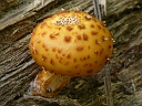More Sharp-scaly Pholiota