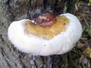 Fomitopsis pinicola