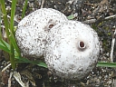 Stalked Puffball