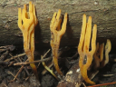 More Orange Coral Fungus
