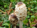 More Shaggy Mane
