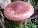 Tricholoma vaccinum