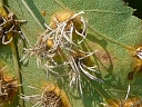 Cedar-Hawthorn Rust