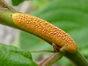 Crown Oat Rust