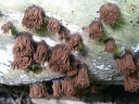 More Chocolate Tube Slime Mould