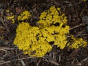 More Dog Vomit Slime Mould