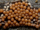 More Unknown Slime Mould Sporangia