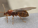 More False Honey Ants