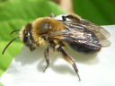 Dunning's Andrena Bee