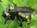 American Bumble