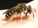 Halictus rubicundus female