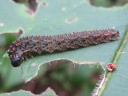 Lagium atroviolaceum Sawfly