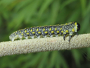 Introduced Pine larva