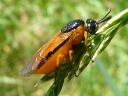 Sawflies