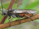 Dolerus sawfly