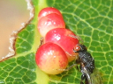 More Cynipidae Gall Wasps