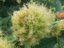 More Mossy Rose Gall Wasps