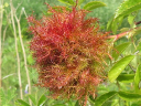 Mossy Rose Gall Wasp