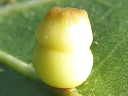 More Dryocosmus rileyi Gall Wasps