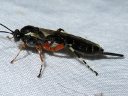 More Itoplectis conquisitor Wasps