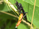 More Protichneumon Wasps