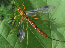 More Megarhyssa Wasps