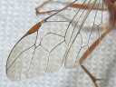 Ophion Ichneumon Wasp